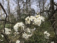 Prunus americana