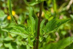 Scrophularia scorodonia