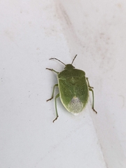 Chlorochroa uhleri