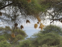 Histurgops ruficauda