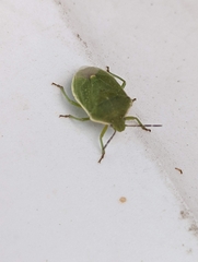 Chlorochroa uhleri
