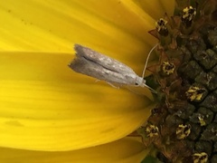 Homoeosoma electella