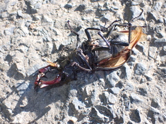 Lucanus cervus