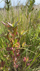 Cornus racemosa