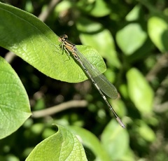 Coenagrion johanssoni
