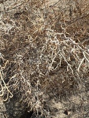 Psorothamnus arborescens