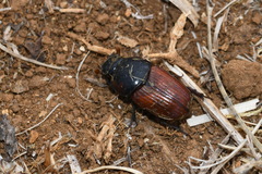Coprimorphus scrutator
