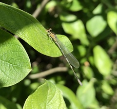 Coenagrion johanssoni