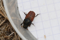 Coprimorphus scrutator
