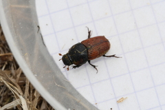 Coprimorphus scrutator