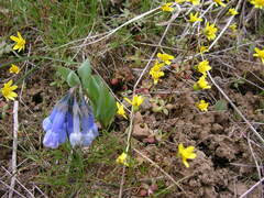 Crocidium multicaule