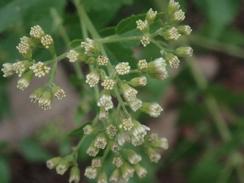 Image of Ageratina herbacea by no rights reserved