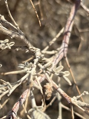 Psorothamnus arborescens