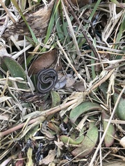 Psammophis crucifer