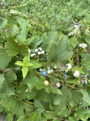 Ampelopsis