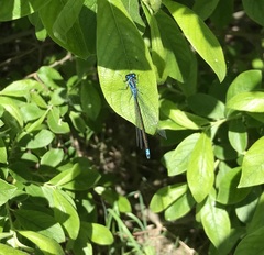 Coenagrion pulchellum