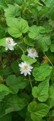 Passiflora foetida