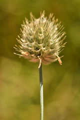 Alopecurus gerardii