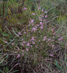 Philotheca spicata