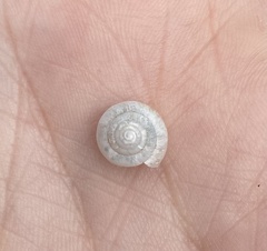Polygyrinae