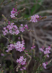 Philotheca spicata