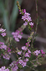 Philotheca spicata