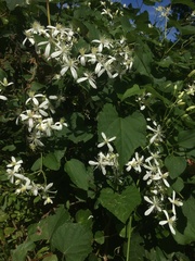 Clematis flammula