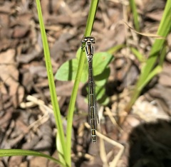 Coenagrion hastulatum