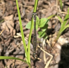 Coenagrion hastulatum
