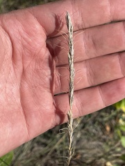 Helictochloa hookeri