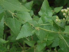 Ageratina herbacea