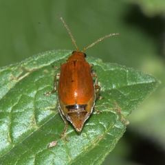 Aulacophora indica
