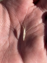 Helictochloa hookeri