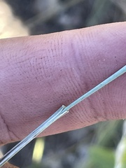 Helictochloa hookeri