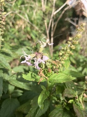 Teucrium canadense