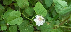 Passiflora foetida