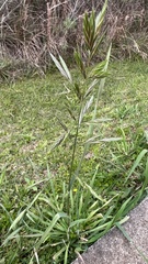 Lolium multiflorum