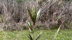 Lolium multiflorum