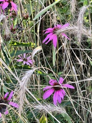 Echinacea purpurea