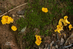 Cantharellus lateritius