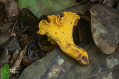Cantharellus lateritius
