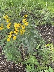 Coreopsis