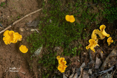 Cantharellus lateritius