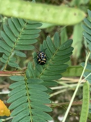 Murgantia histrionica
