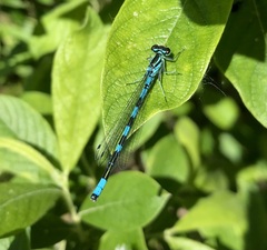 Coenagrion hastulatum