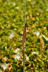 Alopecurus gerardii