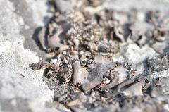 Dermatocarpon muhlenbergii