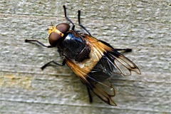Volucella pellucens