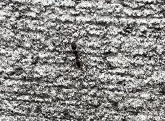 Brachyponera chinensis