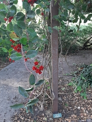 Lonicera × heckrottii